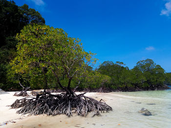 Trees on beach against blue sky