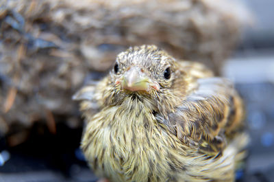 Close-up of bird