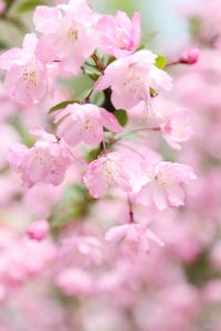 Close-up of pink flowers on tree