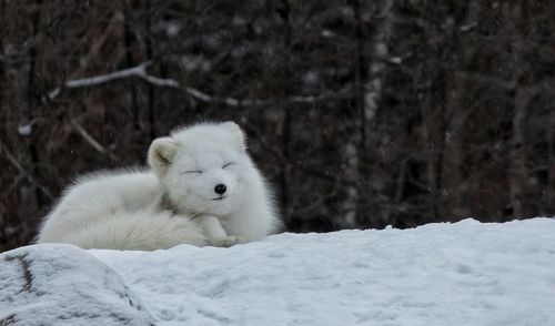 Arctic fox relaxing on snowy field during winter