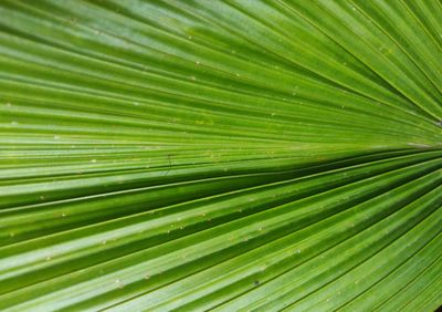 Full frame shot of palm leaf