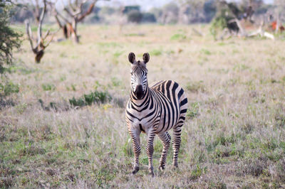 Zebra standing on grassy field by mountains