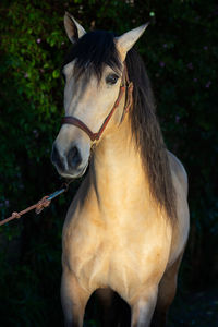 Horse standing in a field