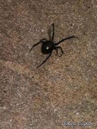 Close-up of spider on wall