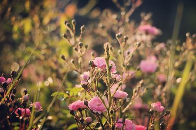 Close-up of pink flowers blooming outdoors