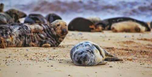 Baby seal on horsey beach. we are now at the end of the pupping season.