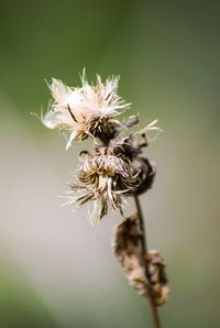 Close-up of wilted plant