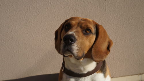 Close-up of dog looking away