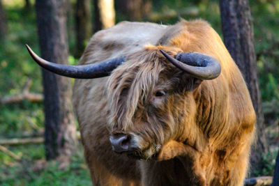 Close-up of a cow on field