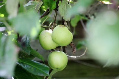 Close-up of fruits on tree