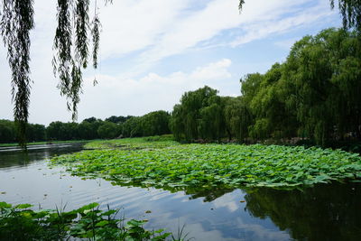 Scenic view of lake against sky