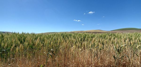 Scenic view of field against blue sky