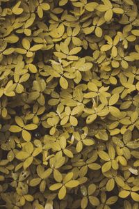 Full frame shot of yellow leaves floating on plant