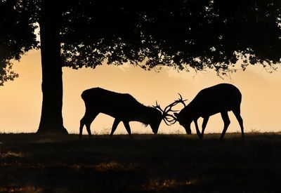 Stags fighting at dawn