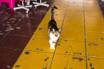 High angle view of cat on floor