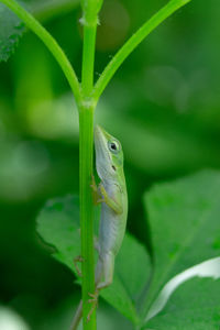 Close-up of frog on leaf