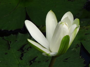 Close-up of white flowering plant