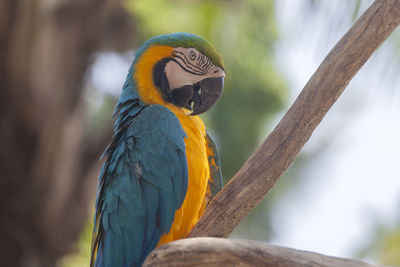 Close-up of parrot perching on branch