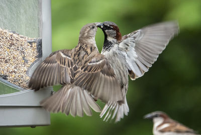 Combat on the feeder