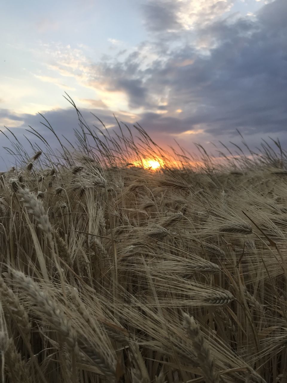 WHEAT FIELD AGAINST SKY AT SUNSET