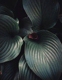Full frame shot of flowering plant