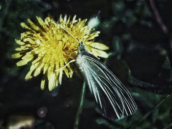 Close-up of insect on flower