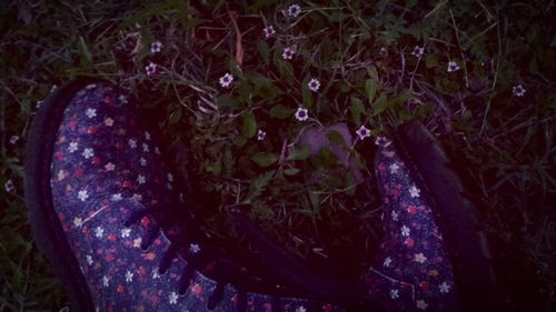 High angle view of plants growing in forest