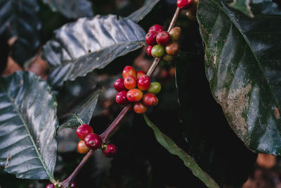 Close-up of red berries growing on tree