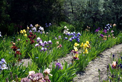 Purple crocus flowers blooming outdoors