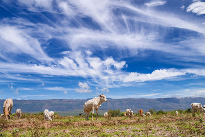 Cows grazing on landscape against sky