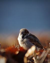 Close-up of bird perching on plant against sky