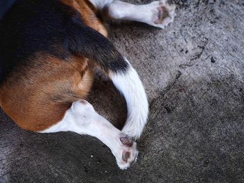 High angle view of dog sleeping