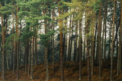 Trees in forest