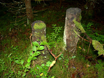 Plant growing in forest