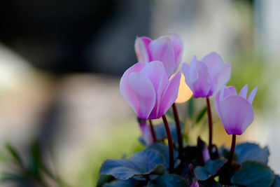 Close-up of pink flower