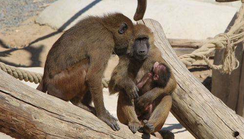 Close-up of monkey, orangutans take care of the newborn baby