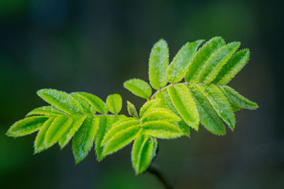 Beautiful rowan tree branches with leaves during spring season.