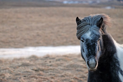 Close-up of a horse on field