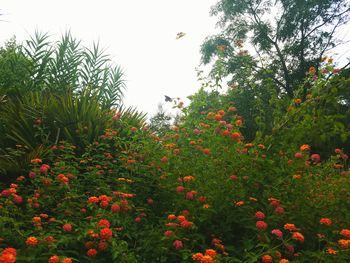 Full frame shot of red flowers in field