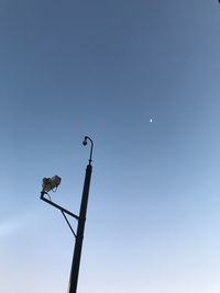 Low angle view of bird perching on street light