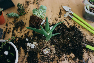 High angle view of small potted plant