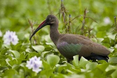 Close-up of bird perching on flower