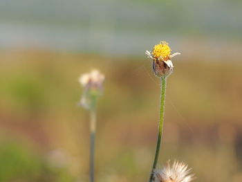 Close-up of wilted flower against blurred background