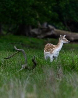 View of deer on grass