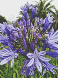 Close-up of purple flowers blooming