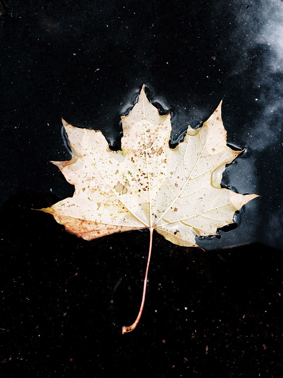 leaf, autumn, change, season, dry, maple leaf, close-up, fragility, fallen, natural condition, nature, tranquility, symbol, fallen leaf, no people