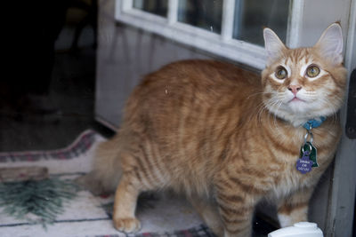 Close-up portrait of a cat