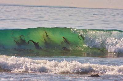 Kelp in a wave at rincon point