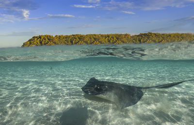 Southern stingrays - hypanus americanus - in shallow water in south bimini, bahamas