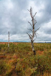 Bare tree on field against sky